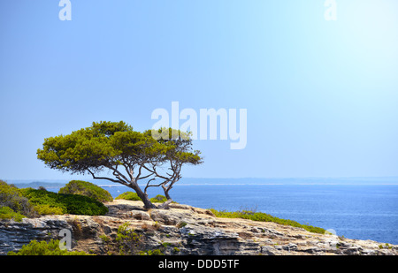 Albero solitario sulla roccia al sole a Maiorca, SPAGNA ( Isole Baleari ) Foto Stock