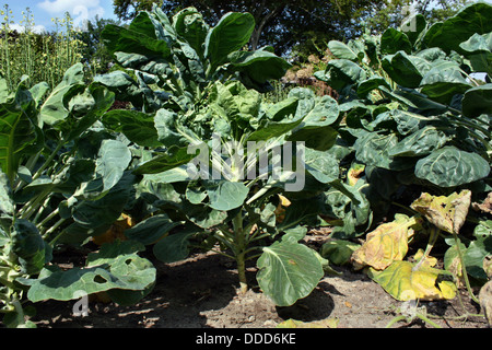 I cavoli di Bruxelles che cresce in giardino Foto Stock