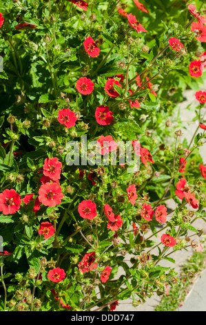 Potentilla 'Gibson Scarlet' fiori confine Foto Stock