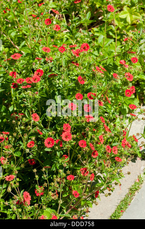 Potentilla 'Gibson Scarlet' fiori confine Foto Stock