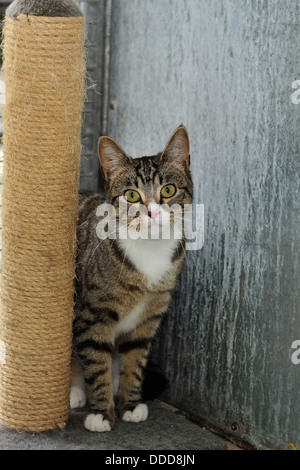 gatto tabby e graffio post Foto Stock