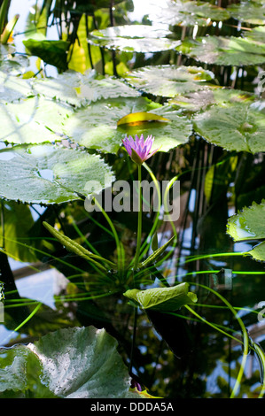 Ninfea Nymphaea "Direttore George T. Moore" Foto Stock