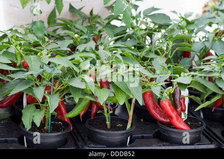 Peperoncini rossi crescono in vasi di plastica Capsicum Medina Foto Stock