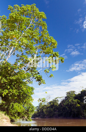 Fiume amazzonico, il Rio Cononaco in Ecuador Foto Stock