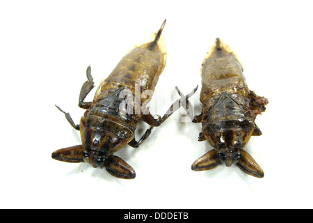 Mang da Na tod , fritto acqua gigante Bug Foto Stock