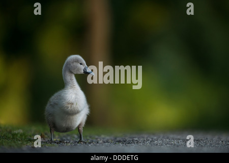 Cygnet in piedi su percorso in primavera, guardando attraverso in distanza, Cygnus olor. Foto Stock