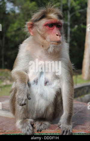Monkey nel Parco Nazionale del Periyar, Kerala, India Foto Stock