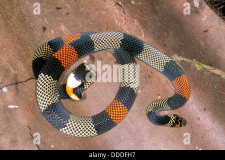 Amazzonico Serpente corallo (Micrurus spixii obscurus), Ecuador Foto Stock