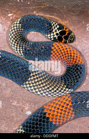 Amazzonico Serpente corallo (Micrurus spixii obscurus), Ecuador Foto Stock