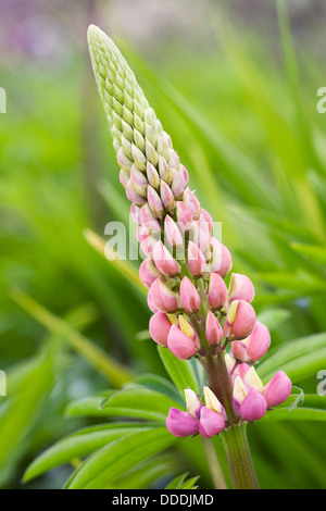 Lupinus. Lupin non aperti spike. Foto Stock