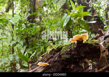 Marciume log con funghi della staffa sul suolo della foresta pluviale, Ecuador Foto Stock