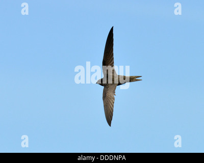 Swift (Apus apus) in volo Foto Stock