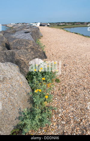 Giallo-cornuto papavero (Glaucium flavum) sulla ghiaia di Hurst allo spiedo, Hampshire Foto Stock