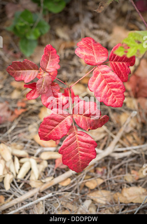 I variopinti colori di avvertimento di quercia di veleno. Foto Stock