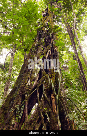 Strangler Fig crescente nella foresta pluviale tropicale, Ecuador Foto Stock