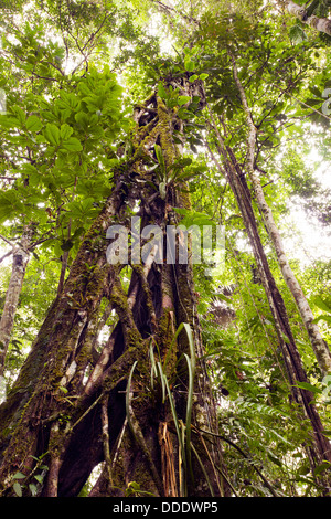 Strangler Fig crescente nella foresta pluviale tropicale, Ecuador Foto Stock