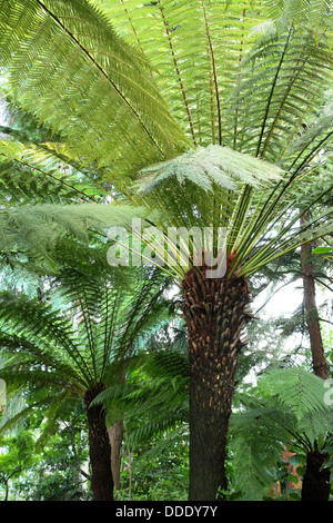 Dicksonia antarctica felci arboree presso i Giardini di Kew House temperate, Inghilterra Foto Stock