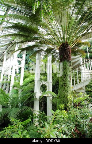 Dicksonia antarctica felci arboree presso i Giardini di Kew House temperate, Inghilterra Foto Stock