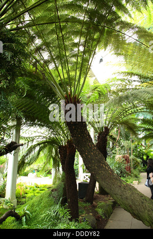 Dicksonia antarctica felci arboree presso i Giardini di Kew House temperate, Inghilterra Foto Stock