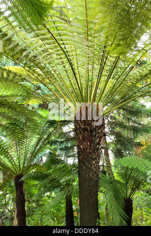 Dicksonia antarctica felci arboree presso i Giardini di Kew House temperate, Inghilterra Foto Stock