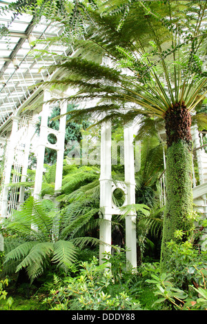 Dicksonia antarctica felci arboree presso i Giardini di Kew House temperate, Inghilterra Foto Stock