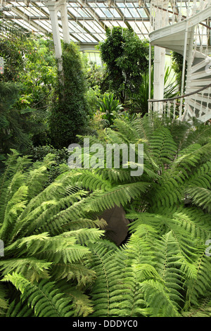 Dicksonia antarctica felci arboree presso i Giardini di Kew House temperate, Inghilterra Foto Stock