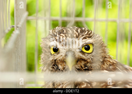 Piccolo gufo. Athene noctua. Foto Stock