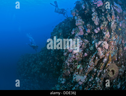 Subacquei spazzato da oceano corrente appendere alla parete a strapiombo dalla punta delle dita. Verde Isola, Filippine. Foto Stock