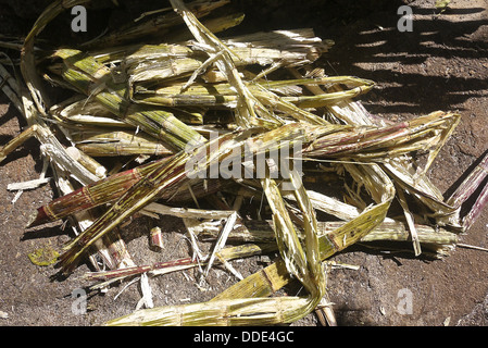 La canna da zucchero (Saccharum officinarum) steli dopo essere stato premuto. Foto Stock