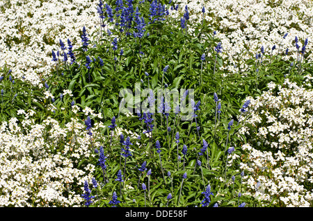 Estate aiuola Nemesia 'poesia bianco' e Salvia farinacea "Victoria" Foto Stock