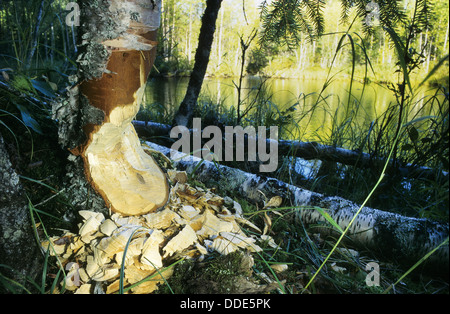 Castoro europeo, Europäischer Biber, Fraßspur vom Biber, Biber hat Baum gefällt und abgenagt, Castor fiber, ricino d'Europa Foto Stock