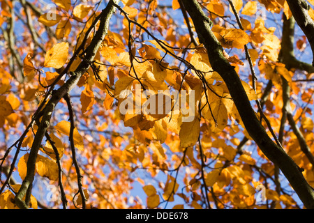 Fagus sylvatica in autunno. Comune di faggio foglie. Foto Stock