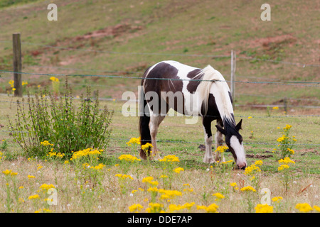 Horse piegandovi sopra un recinto e mangiare erba in un campo pieno di erba tossica Foto Stock