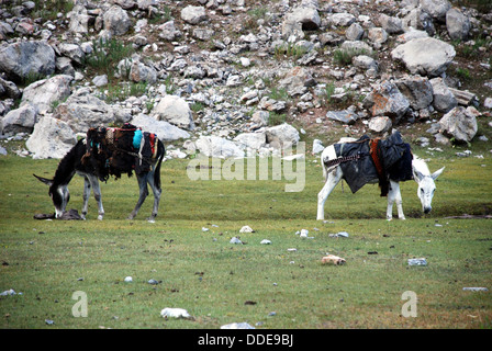 Due asini su un pianoro erboso alta nell'fann montagne del Tagikistan Foto Stock