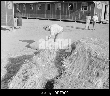 Al campo di internamento dei postoni in Arizona, vengono mostrati evacuati di origine giapponese che riempiono le zecche di paglia per creare materassi dopo il loro arrivo durante la seconda guerra mondiale Foto Stock