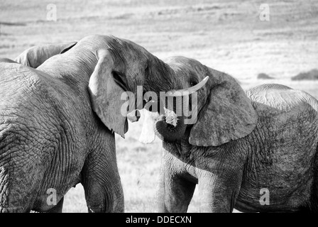 Due elefanti lotta in Addo Elephant Park, Sud Africa Foto Stock