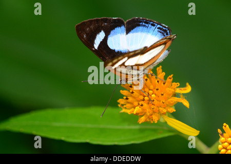 Bella Irenea Metalmark (Tisbe irenea) farfalla alimentazione su un fiore Foto Stock