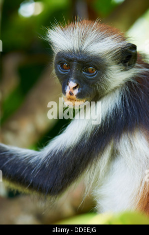 Tanzania, isola di Zanzibar, Unguja, Zanzibar Red Colobus Monkey (Procolobus badius kirkii) Foto Stock