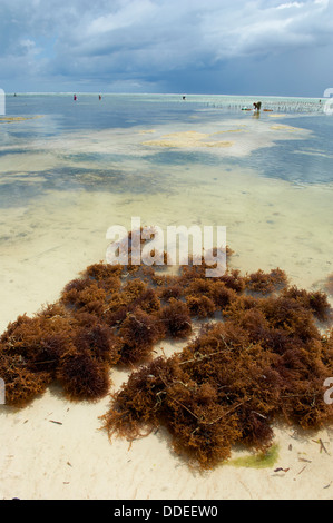 Tanzania, isola di Zanzibar, Unguja, alga raccolta a uno degli allevamenti di subacquea, Jambiani Foto Stock