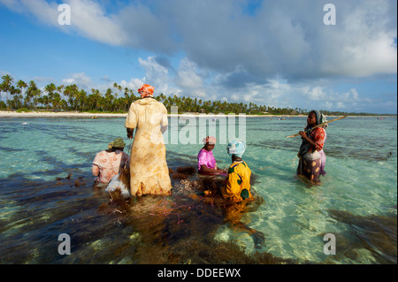 Tanzania, isola di Zanzibar, Unguja, alga raccolta a uno degli allevamenti di subacquea, Jambiani Foto Stock