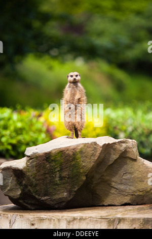 Un meerkat si erge sulle zampe posteriori sniffing per profumo in aria a Belfast Zoological Gardens in Irlanda del Nord Foto Stock