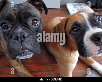 Due pugili uno ancora un cucciolo sdraiato e cercare insieme con grandi occhi Foto Stock