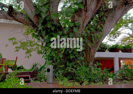 Un enorme tronco di albero all'interno di un deck case Foto Stock