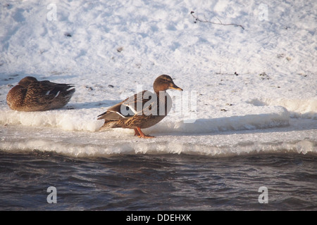 Anatre selvatiche sul fiume nel freddo pungente Foto Stock