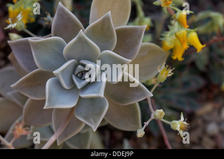 Ghost (Echeveria Echeveria Lilacina) con petali gialli Foto Stock