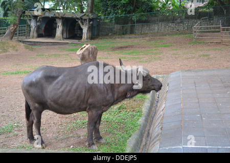 African buffalo zoo di animali Foto Stock