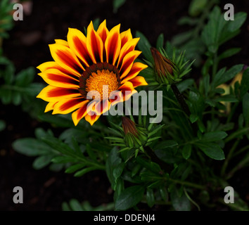 Fiore del Tesoro (Gazania rigens Alba Red Stripe), vivaci fioriture dei fiori Foto Stock