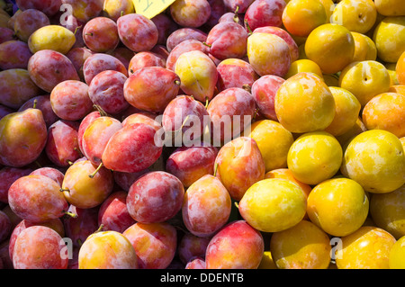 Telaio completo prendere assortiti di giallo e viola le prugne Foto Stock