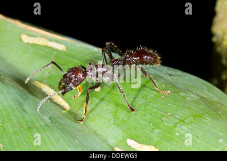 Bullet Ant o Conga Ant (Paraponera clavata), uno dei più grandi delle formiche. Ha una molto dolorose e Sting. Foto Stock