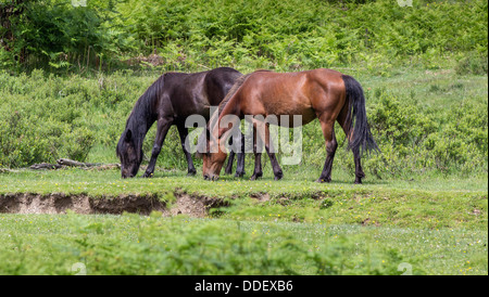 New Forest National Park, due pony alimentazione su erba, Hampshire, Inghilterra, Regno Unito. Foto Stock